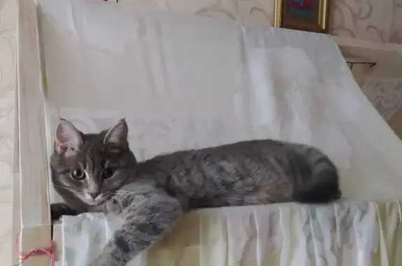 Кошки потеряшки, Казань, фото: Потеряшка кошка на Шоссейной 15а, Казань.