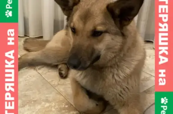 Объявления о пропавших и найденных животных, Москва, фото: Найдена собака в Московском, ищем хозяев! (40 символов)