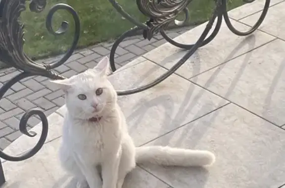 Кошки потеряшки, Тверь, фото: Потеряшка кошка на ул. А. Невского, 42, Тверь