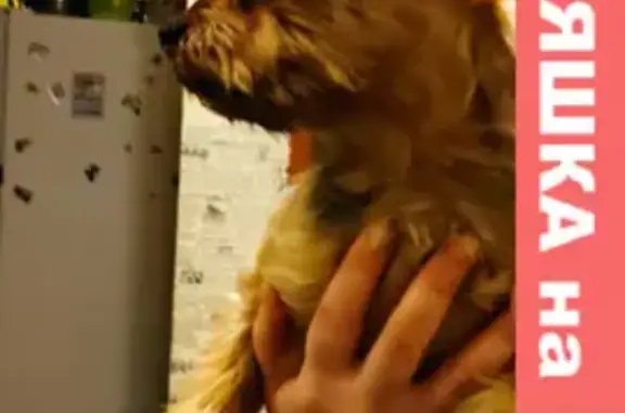 Ухоженная собака найдена на Волжском бульваре