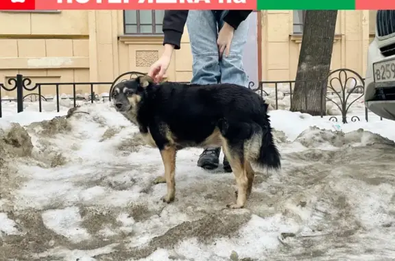 Найдена собака, Санкт-Петербург, фото: Собака на Воронежской ул. 5, СПб - хромает