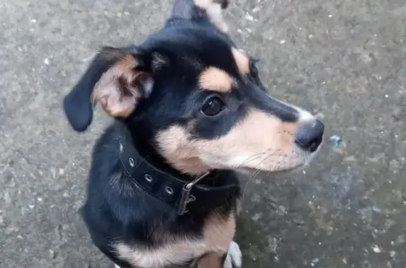 Найдена собака в Краснодаре, адрес: 1-й Вишнёвый проезд, 5