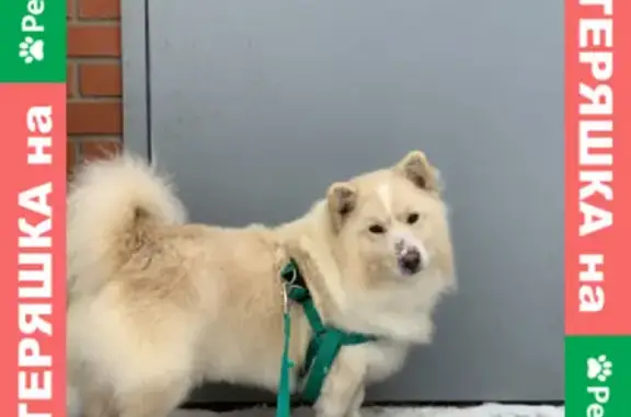 Найдена собака на Красногеройской 32, ищет новый дом