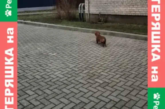 Собака найдена на улице Киевской, Калининград