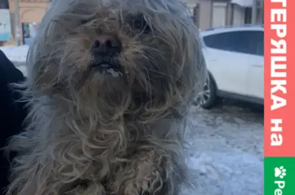 Собака найдена на Парковом проспекте, Оренбург.