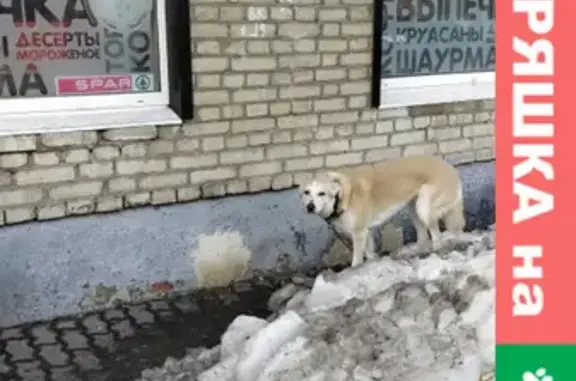 Найдена привязанная собака на ул. Ульянова и Красноармейском проспекте, Тула