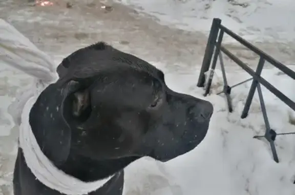 Найден пёс-кобель похожий на Стаффорда в Невском районе СПб