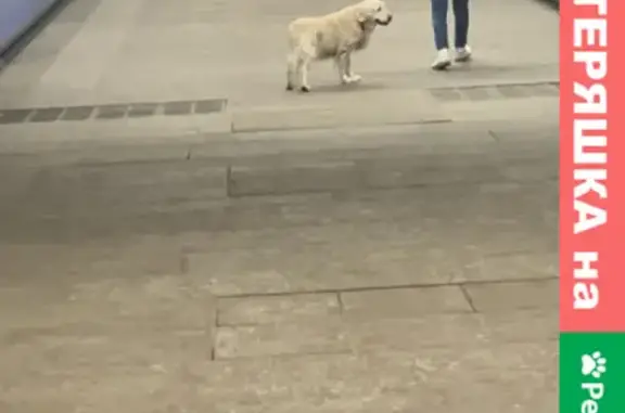 Собака ищет хозяина на Мичуринском проспекте