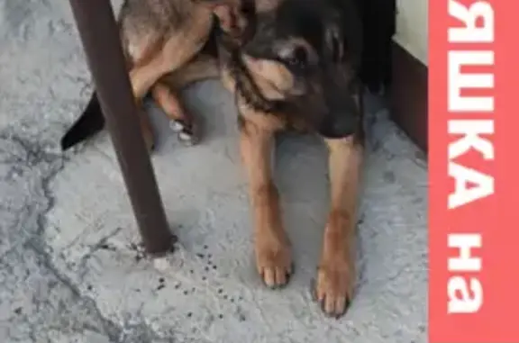 Найдена собака в Геленджике на ул. Кравцова, 3