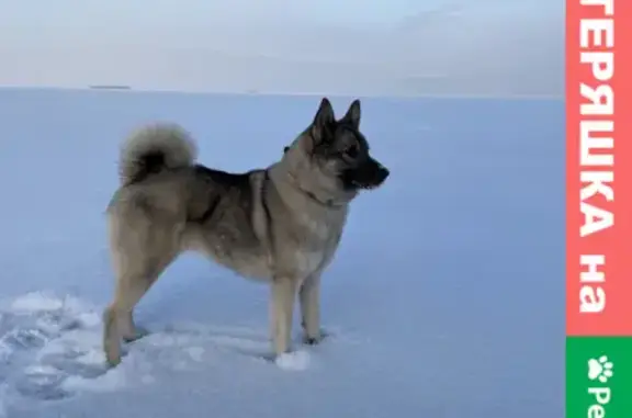 Собаки потеряшки, Санкт-Петербург, фото: Потеряшка собака на Балтийском бульваре, СПб