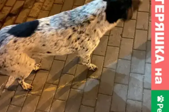 Найдена собака на ул. Генерала Епишева