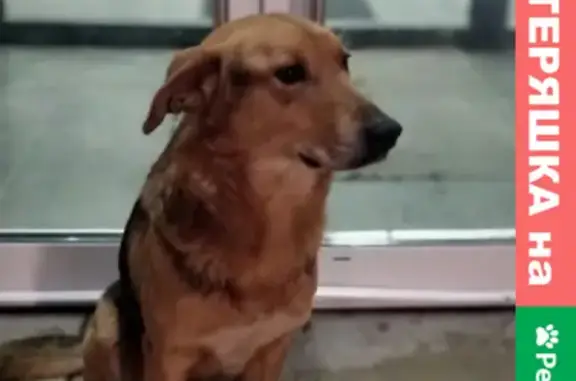 Найден мальчик-собака на Рязанском проспекте, ищем хозяина
