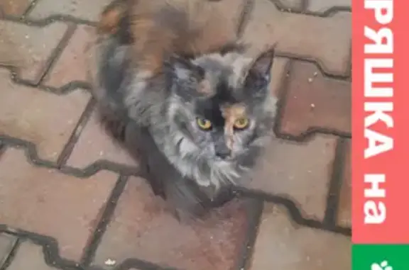Найдена кошка в Сельмаше, Ростов-на-Дону