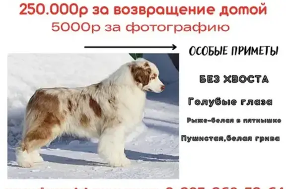 Пропала собака аусси без хвоста, Врачебный проезд 6к2, Москва