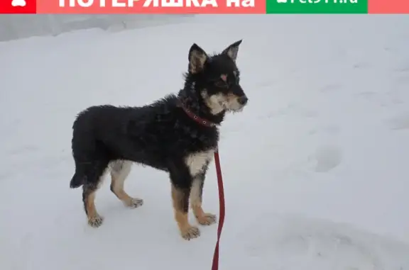 Пропала собака в г. Саратов, ул. Муленкова, 13.02.2022.