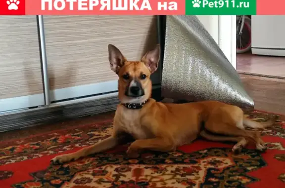 Пропала собака Рокки, Бакинская улица, 185В, Астрахань