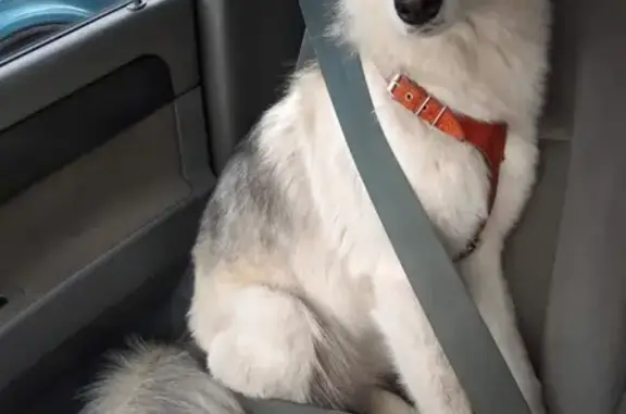 Собаки потеряшки, Калуга, фото: Потеряшка собака Герда на улице Ольговка, Калуга