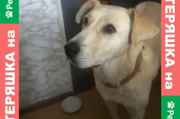 Собака найдена в районе аэропорта Москвы