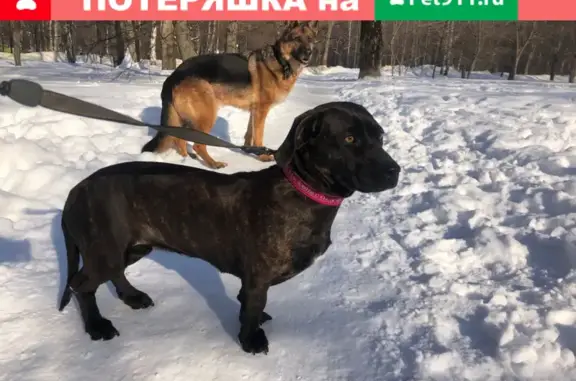 Найдена собака на станции Ступино, МО.
