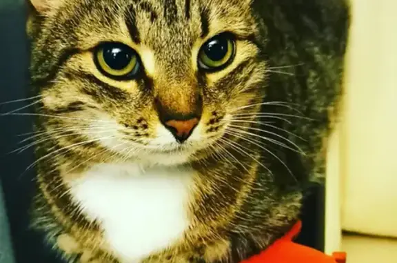 Кошки потеряшки, Тверь, фото: Потеряшка кот на проспекте Н. Корыткова, 16, Тверь