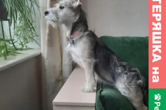 Собаки потеряшки, Нижний Новгород, фото: Потеряшка собака в лесу на Щелковском хуторе, Нижний Новгород