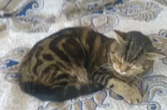 Найдена кошка на улице Батурина 20