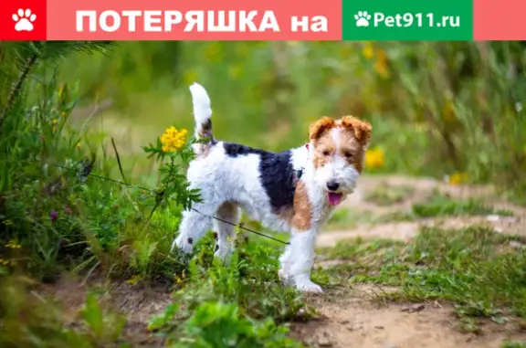 Пропала собака Ева в Екатеринбурге, пер. Северный