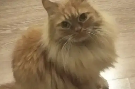 Кошки потеряшки, Казань, фото: Потеряшка кошка Рыжик на ул. Нигматуллина, Казань