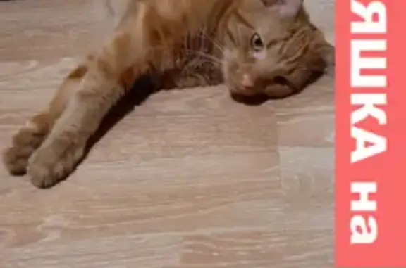 Кошки потеряшки, Санкт-Петербург, фото: Потеряшка кот Тиша на Витебском пр-те, СПб