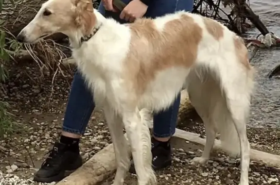 Пропала собака Соня на Аграрной улице в Казани