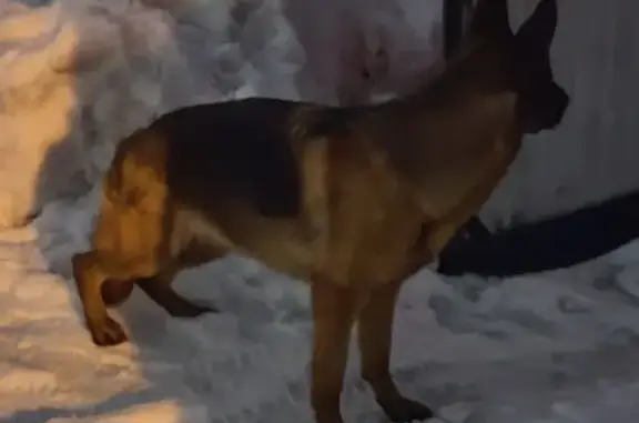 Найдена собака Овчарка в СНТ «Климовец», Парголово