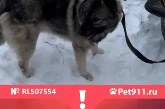 Пропала собака Гром в Казани, район п.Константиновка