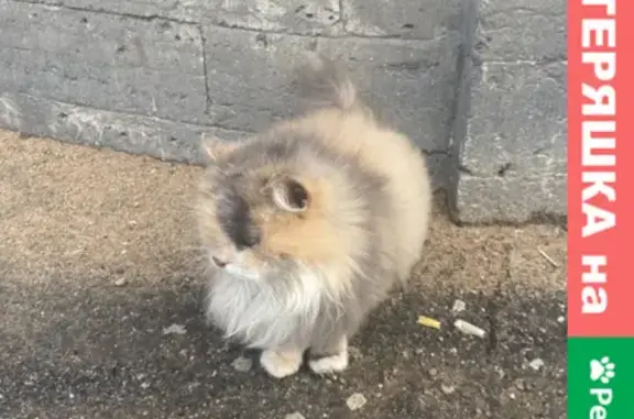 Найдена пушистая кошка на Озерном переулке, СПб (17-19)