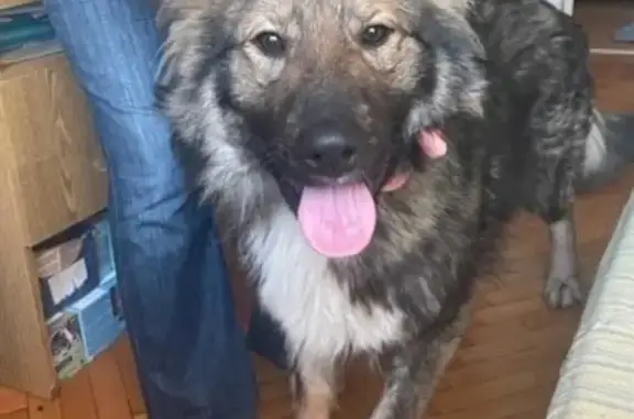 Найдена собака в парке Покровское-Стрешнево, Москва