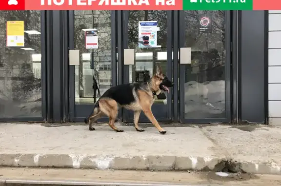 Найдена собака возле Тимирязевской станции, ищет хозяина.