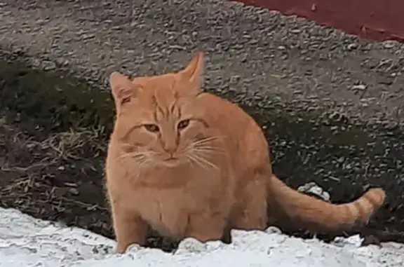 Найден рыжий кот на Витебском пр-те, СПб