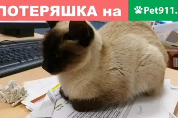 Найдена сиамская кошка на ул. Школьной, Молоково