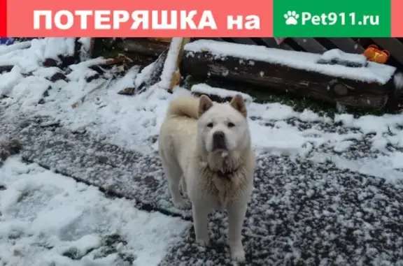 Пропала собака в Пос. Островское