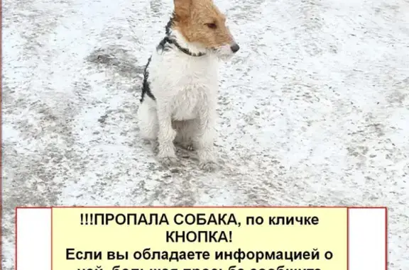 Пропала собака Фокстерьер по адресу Заводской Взвоз, 15, Барнаул.