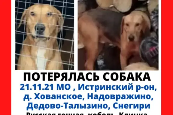 Пропала собака в Хованском, Московская обл.