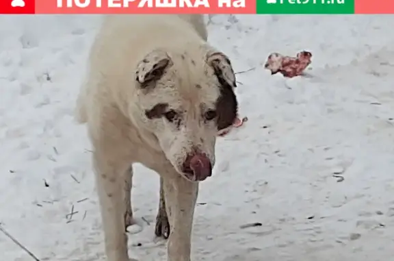Найдена собака на Московском проспекте