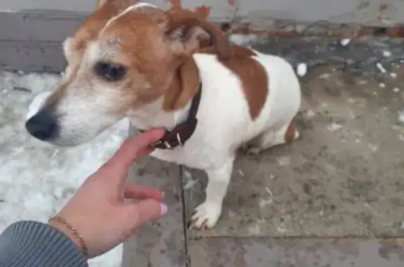 Собака найдена в Люберцах у 12 лицея