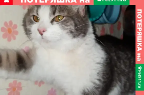 Найден домашний кот на Илимской улице, Москва.