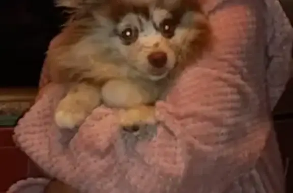 Потерянные животные Москва, фото: Пропала собака Шпиц в Марьино, Москва