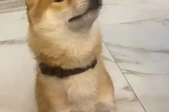 Собаки потеряшки, Санкт-Петербург, фото: Потеряшка собака Фугор на 1-й линии В.О.