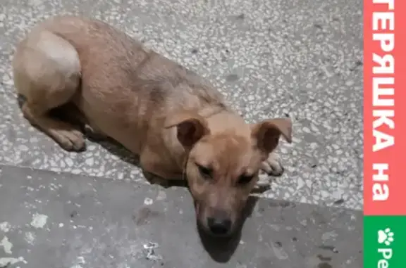 Найдена собака на Пензенском бульваре в Ульяновске
