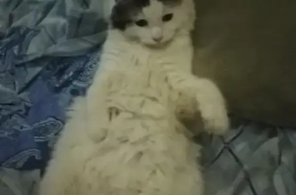 Кошки потеряшки, Санкт-Петербург, фото: Потеряшка кошка Барсик, ул. Гладкова 12, СПб.