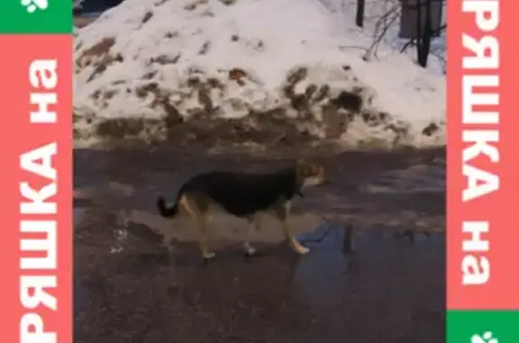 Потерянная собака на Беломорской улице, Москва