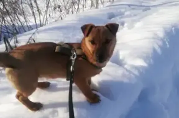 Найдена собака, Липецк, фото: Найден пёс в с. Вербилово, Липецкая обл.