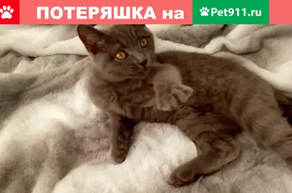 Пропала кошка Плюша на Комсомольской 1 в Ясногорске